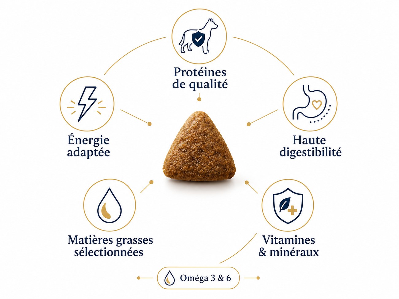 Bénéfices clés d’une bonne croquette pour chien adulte