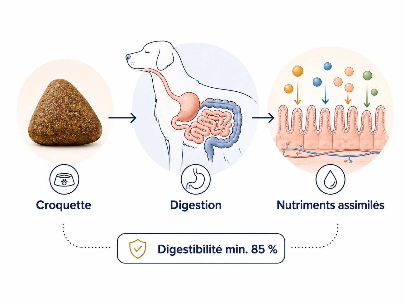 Schéma digestion et absorption des nutriments chez le chien