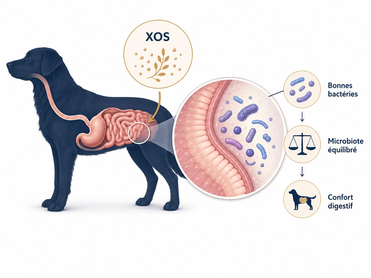 Système digestif canin, microbiote et XOS