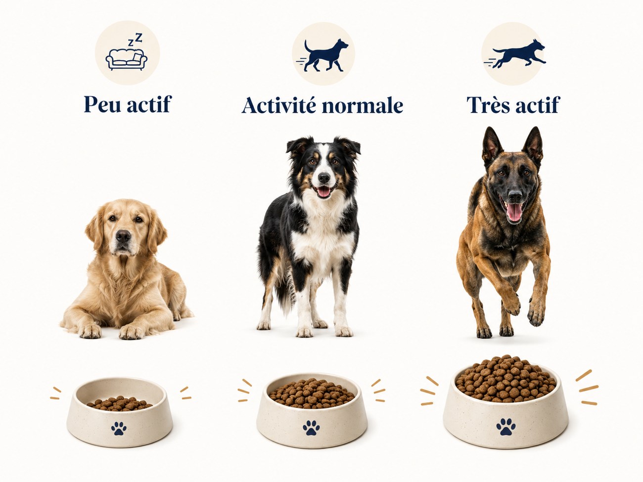 Niveaux d’activité et portions alimentaires pour chien