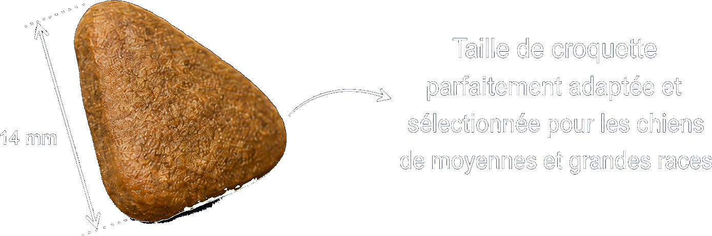 Croquette triangulaire de 14 mm adaptée aux chiens de moyennes et grandes races